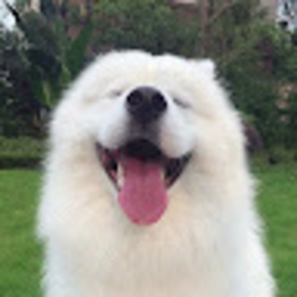 dooferofficial